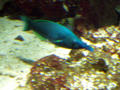 Blue fish with long nose
