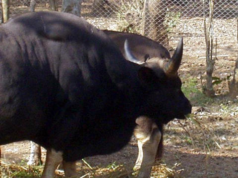 Gaur at Nandan Kanan (zoo)