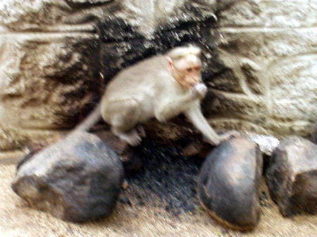Affen am Tempel