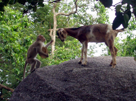 goat amd monkey