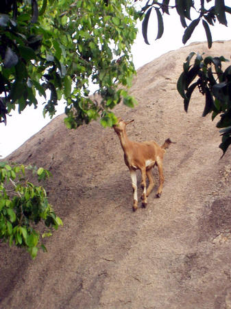 climbing goats