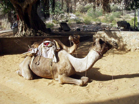 Kamele am Eingang zum Palast