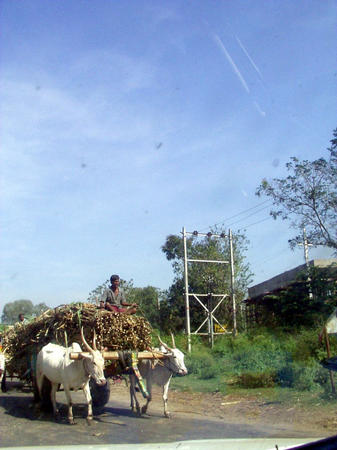 Zuckerrohrtransporte auf Ochsenkarren