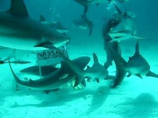 Shark feeding movie