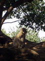 Monkeys at Khandagiri caves