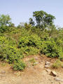 forest area behind Khandagiri