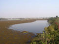 swamp area Nandan Kanan (zoo)