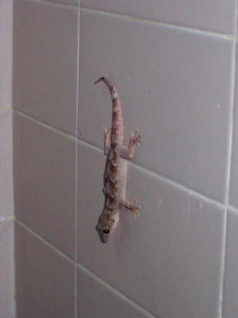 Gecko visiting the kitchen