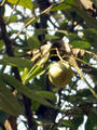 nutmeg on the tree