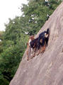 climbing goats