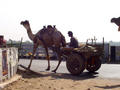 Kamele gibts auch