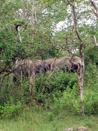 Wilde Elephanten auf dem Weg