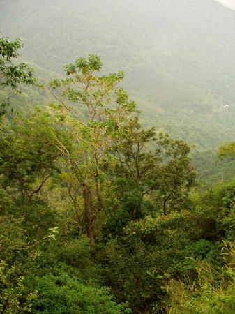 Blick auf die Nilgiri-Berge