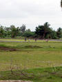 Kalpakkam -- Reisfelder