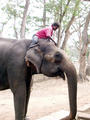 Der Tour(isten)elephant