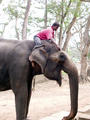 Der Tour(isten)elephant