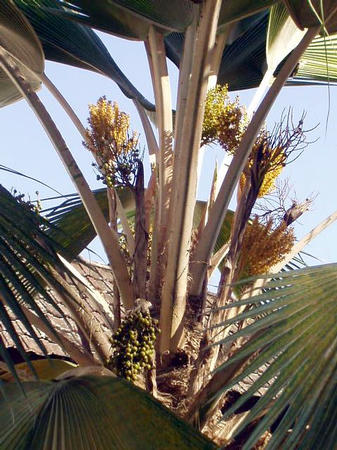 palm fruit tree -- with tiny frutis