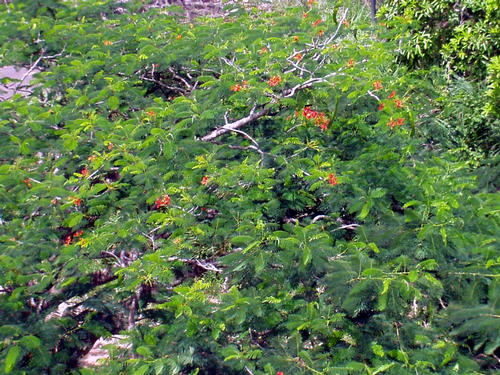 mimosa like tree with red flowers
