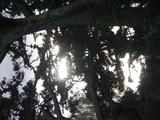 Sonne in den Bäumen