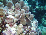 Gestreifter Korallenwächter