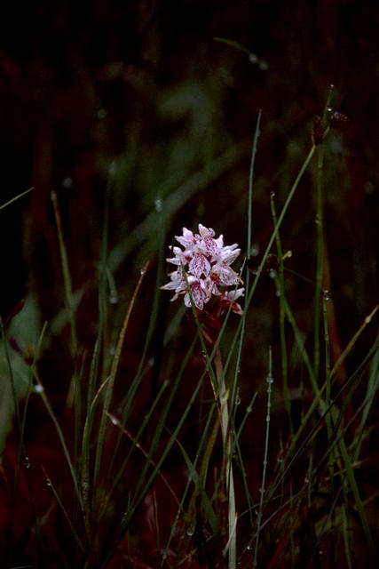 eher seltene Lappland-Blume